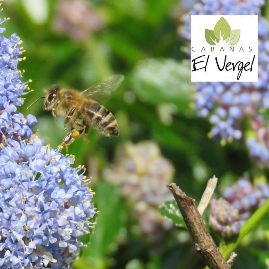 אוסורנו Holiday Homes Cabanas El Vergel מראה חיצוני תמונה
